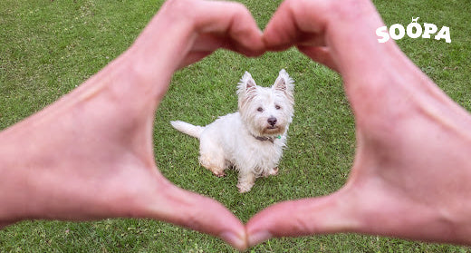 Paws in the Park: Must-Attend Dog-Friendly Events This Summer