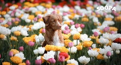 Flower Power: Safe and Beautiful Plants for Your Pup's Space
