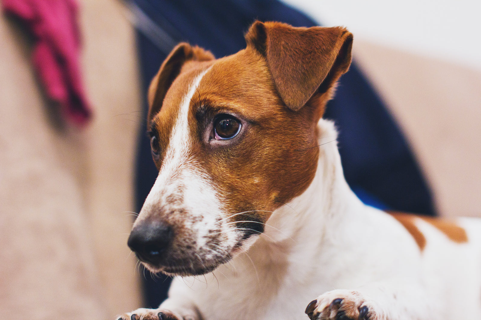 How To Cure Kidney Disease on Dogs Naturally