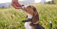 How to Train a Puppy With Treats: The Ultimate Guide