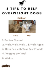 5 Tips To Help Overweight Dogs