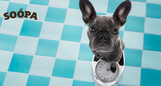 How to Help your Dog Lose Weight