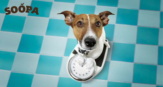 Healthy ways for sales dogs to gain weight
