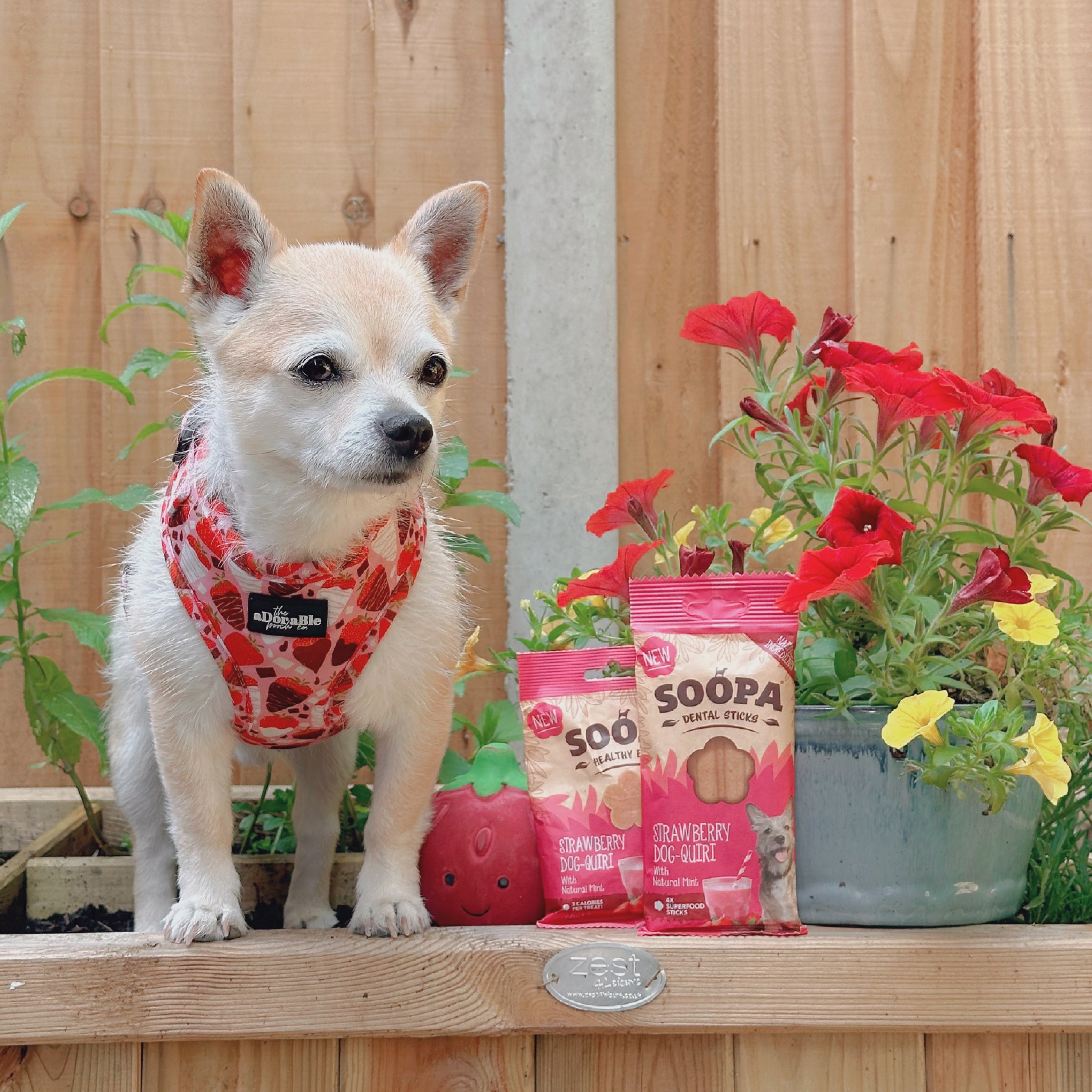 Strawberry Dog-Quiri Healthy Bites | Soopa – Soopa Pets