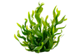 Wild Irish Seaweed (Kelp)