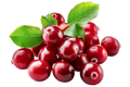 Cranberry