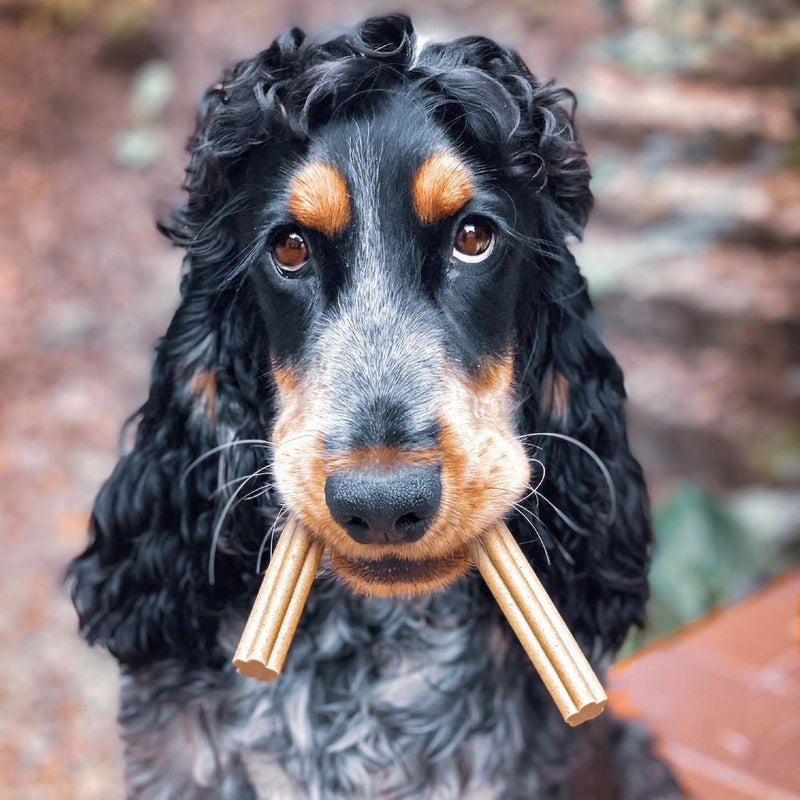 Banana, Pumpkin & Flaxseed Dental Sticks for Senior Dogs