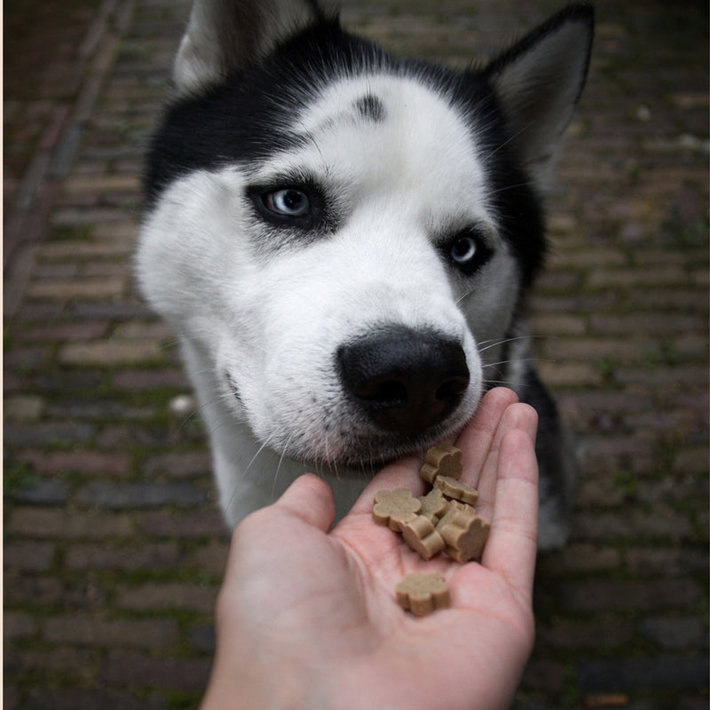 Banana, Pumpkin & Flaxseed Healthy Bites for Senior Dogs