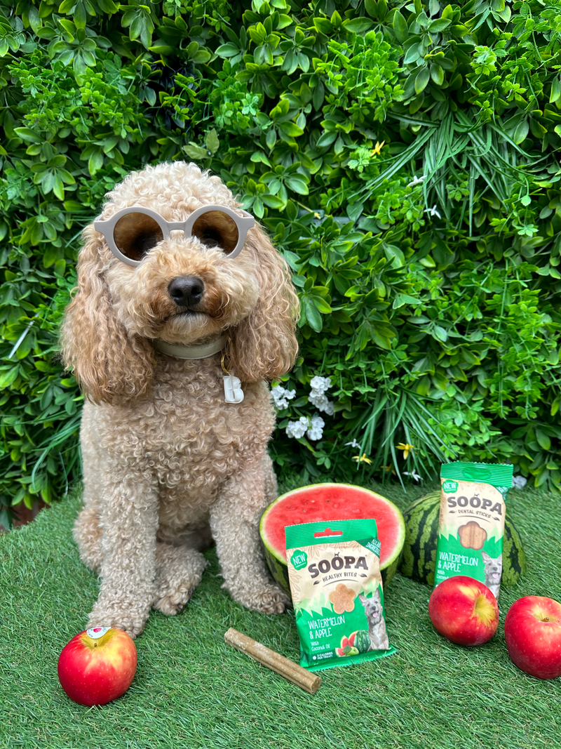 Watermelon & Apple Dental Sticks