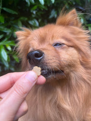 Strawberry Dog-Quiri Healthy Bites