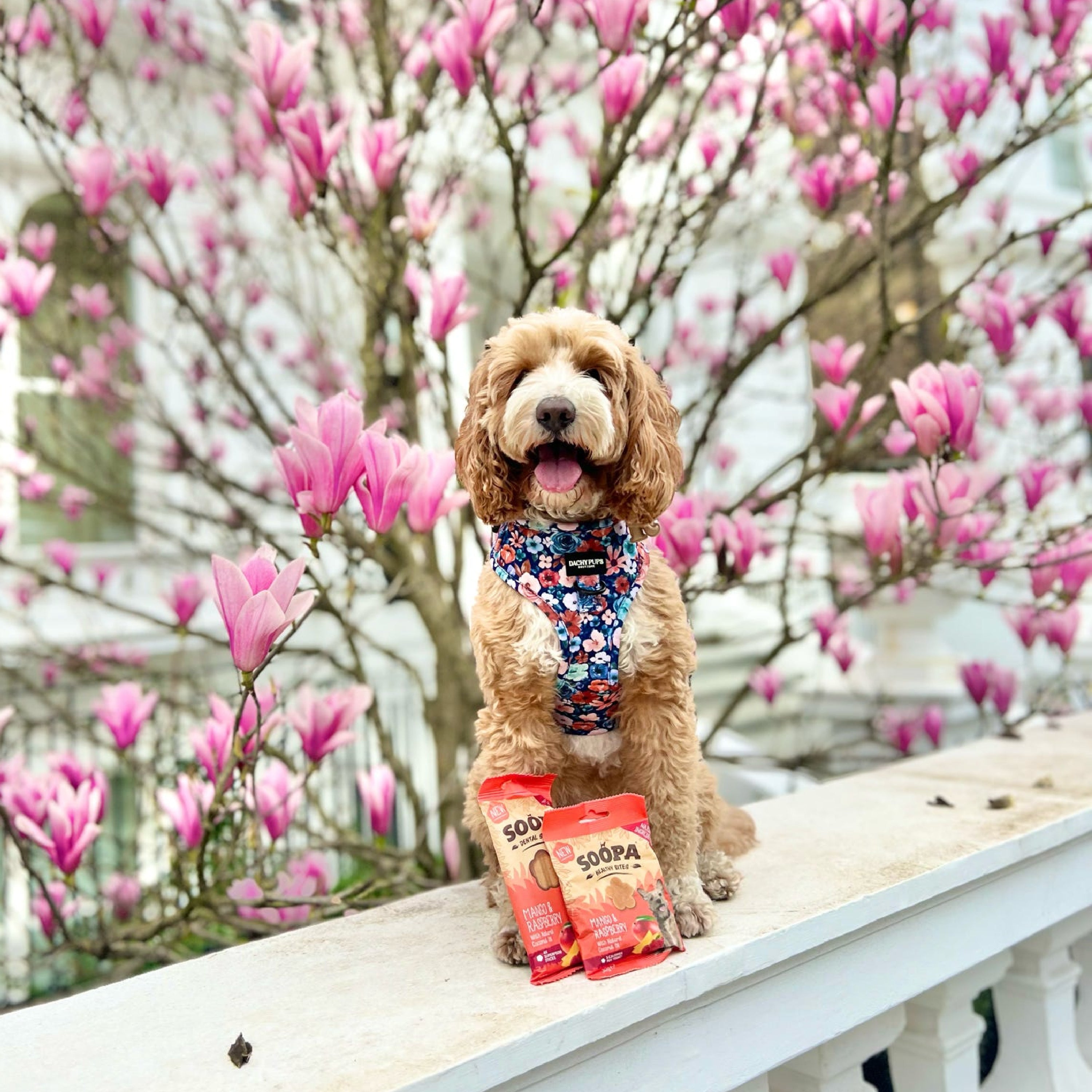 Mango & Raspberry Healthy Bites | Soopa Pets