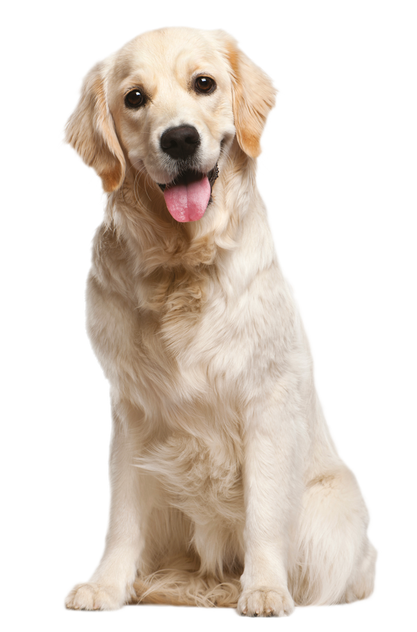 Large Dog