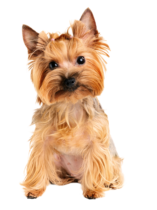 Small Dog