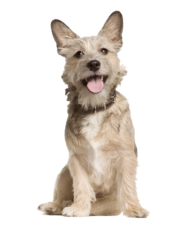 Medium Dog