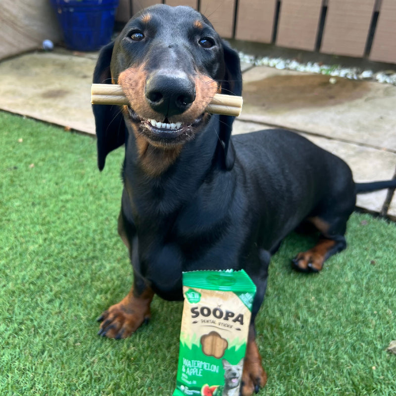 Watermelon & Apple Dental Sticks