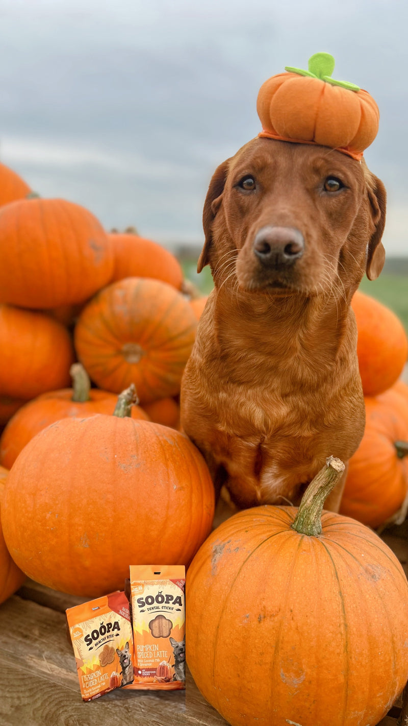 Pumpkin Spiced Latte Dental Sticks