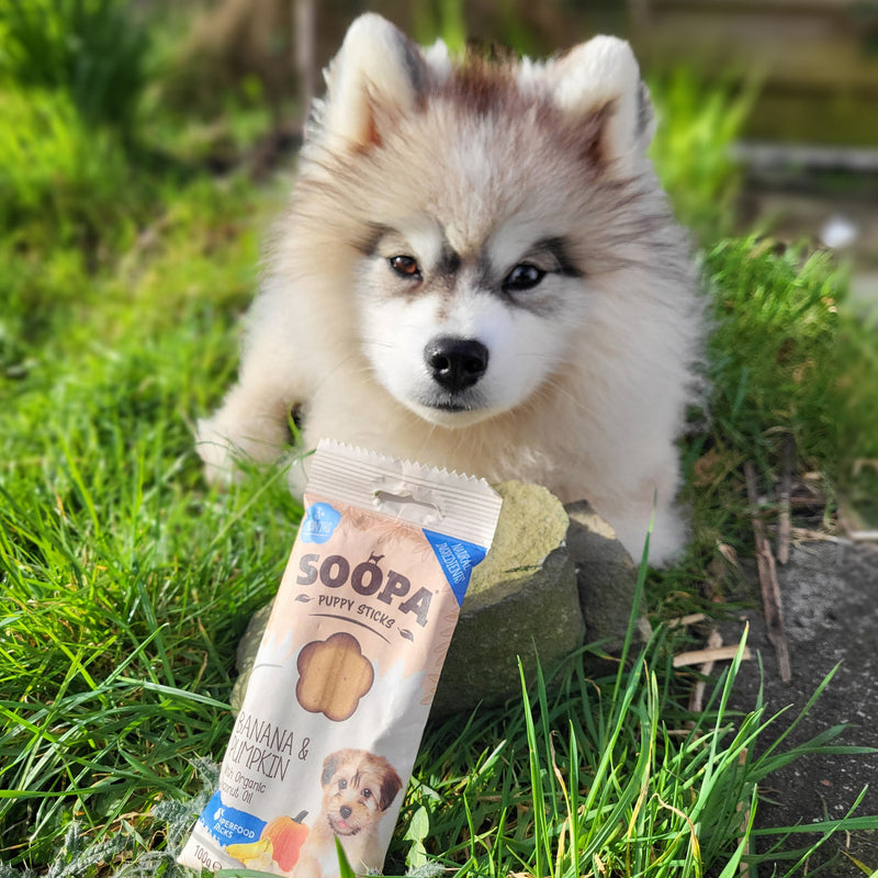 Banana & Pumpkin Dental Sticks for Puppies