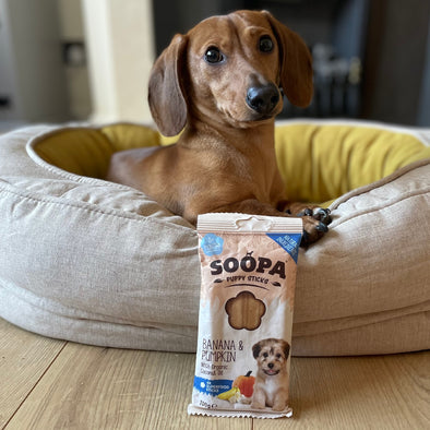 Dogs When Can Puppies Have Treats Puppy Dog Treats Months+